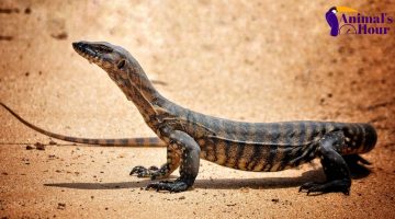 Is monitor lizard poisonous? Can they kill Human