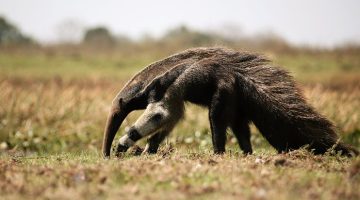 What Do Giant Anteaters Eat