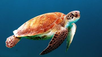 Top 10 Amazing Facts About Sea Turtle