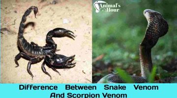 Difference Between Snake Venom And Scorpion Venom