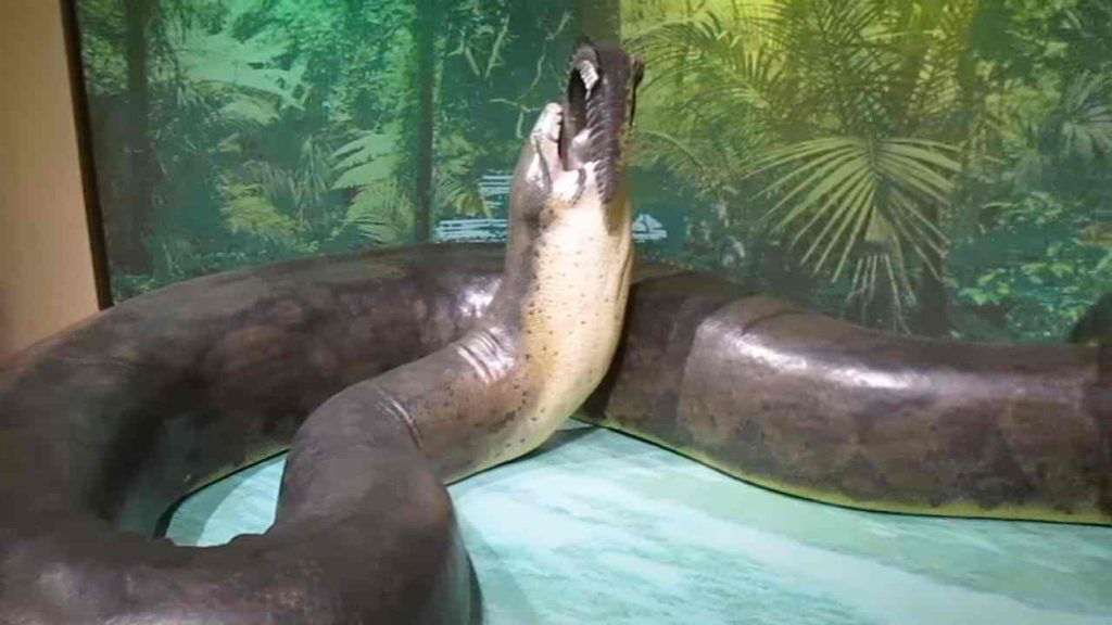 Titanoboa