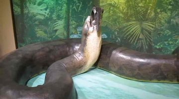 What would have happened if Titanoboa was still alive