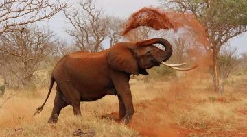 The Reason Behind Elephant Bath With Dust