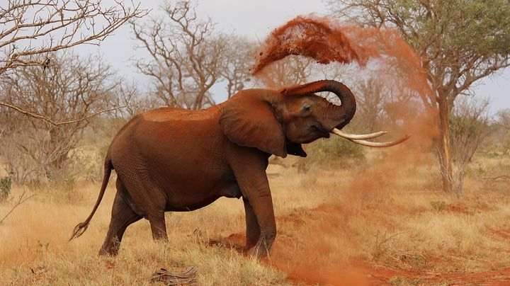 elephant dust bath