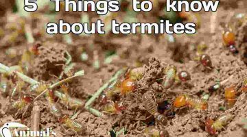 5 Things To Know About Termites 5 Things To Know About Termites