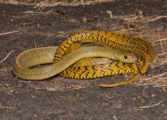 India Rat snake