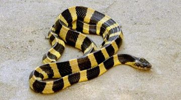 Yellow Snake with Black Stripes