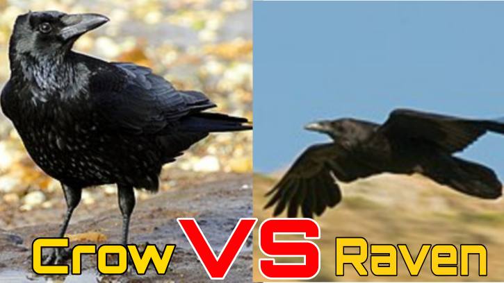 crow vs raven