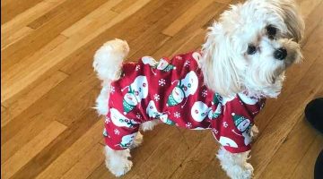 9 Awesome Christmas Outfit for Dogs