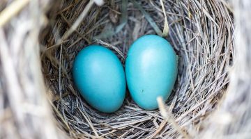 Why Bird’s nest isn’t full of poop