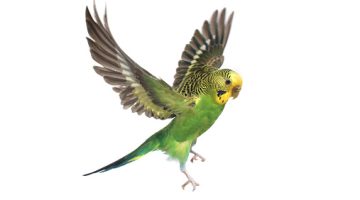 Parakeet Bird Care Guide