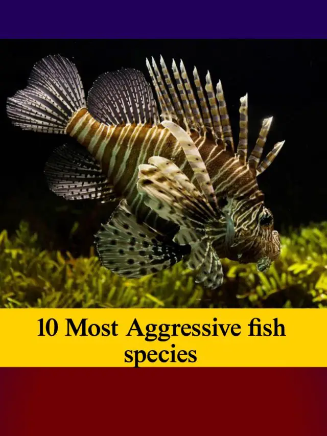 10 Most Aggressive fishes do not try to go near them