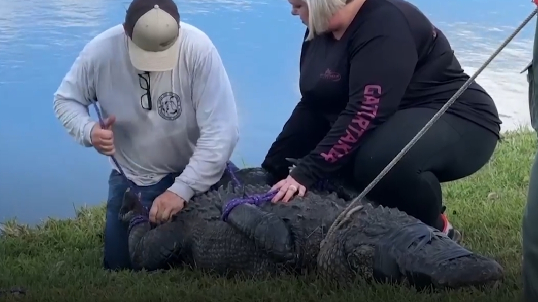 alligator attack at florida