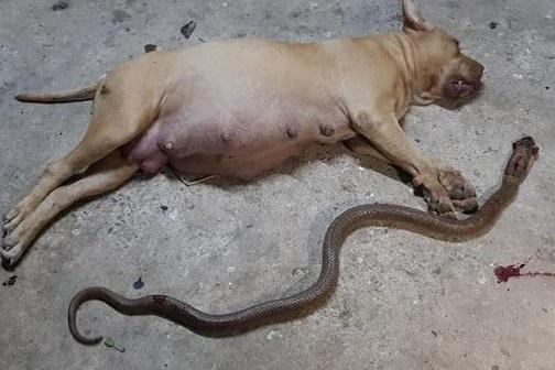 pitbul dog attacked by the snake