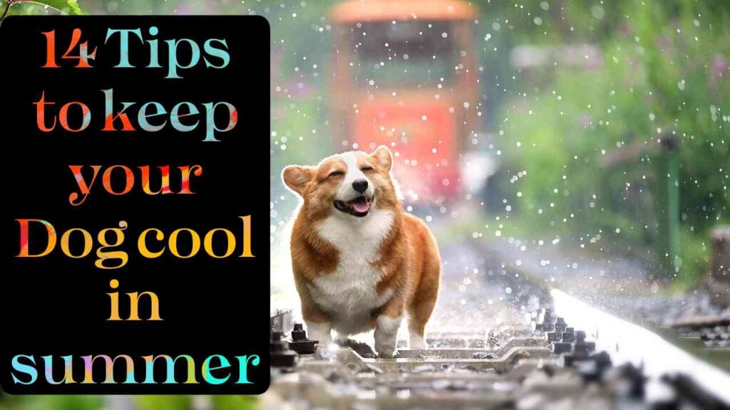 Keep your dog cool in summer