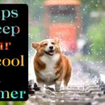 Keep your dog cool in summer