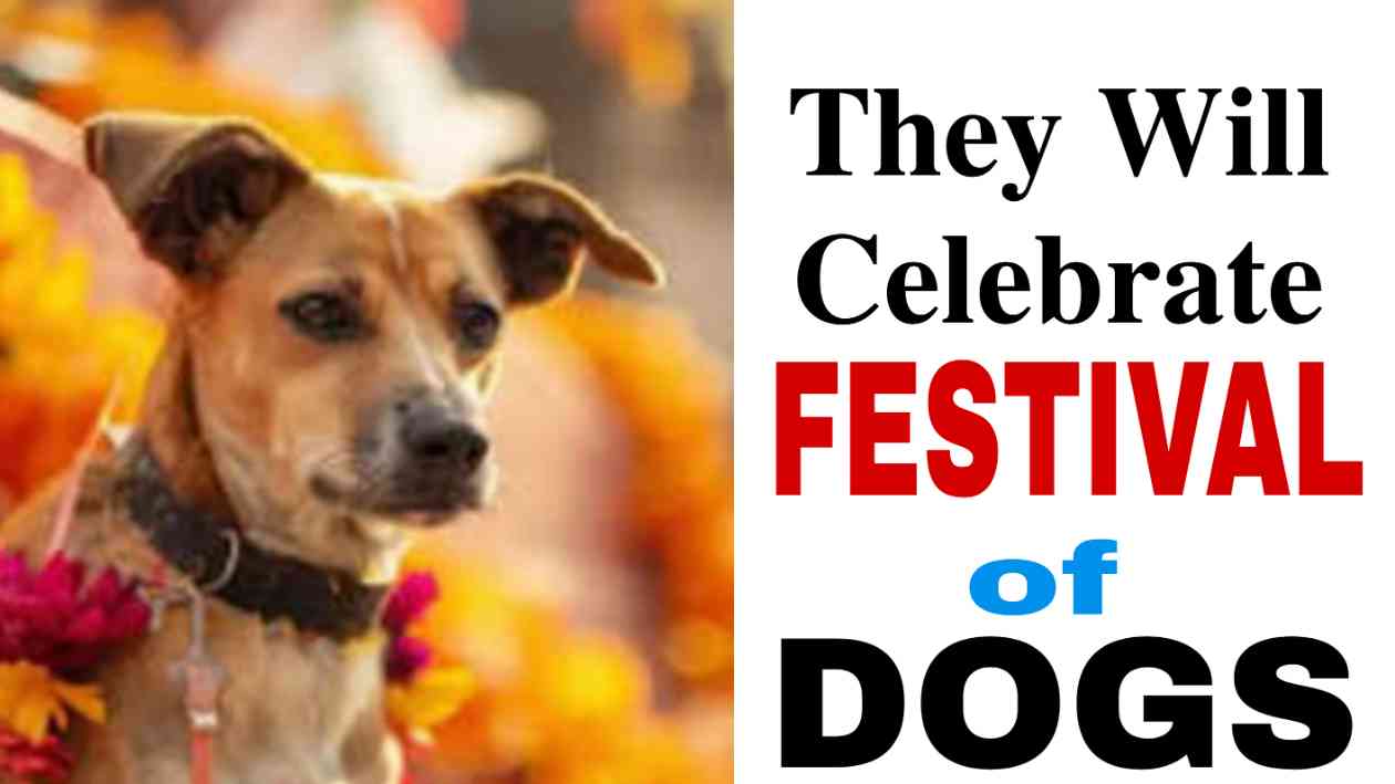 festival of dogs