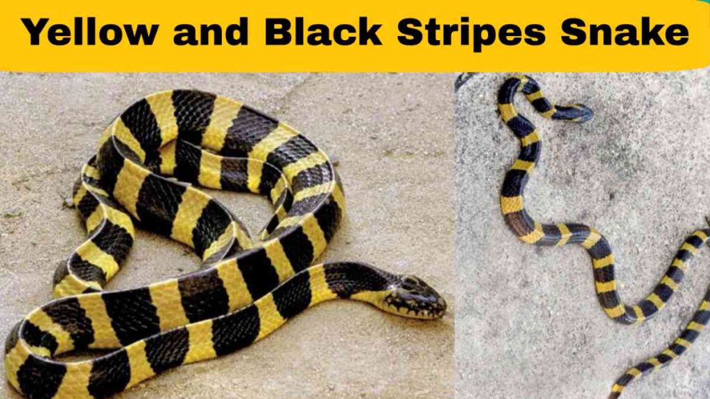 Yellow snake with black strip