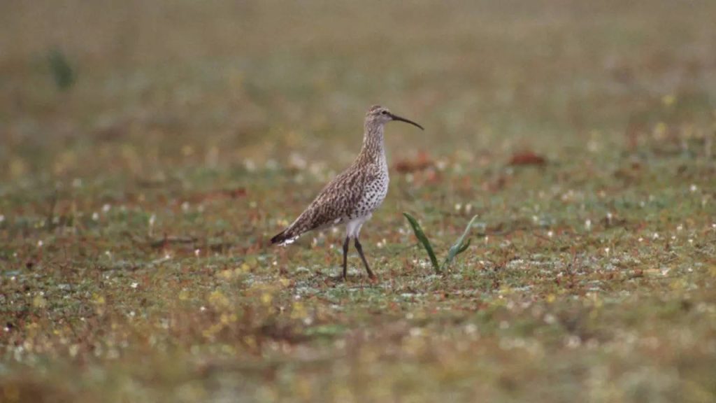 Bird likely to be extinct numenius tenuirostris