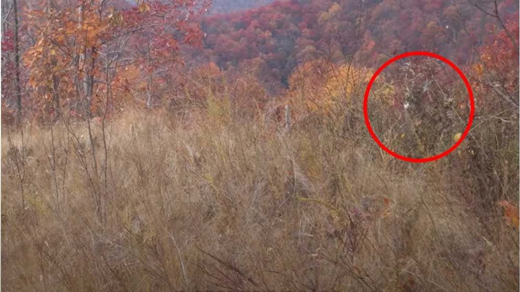 Find the deer solved