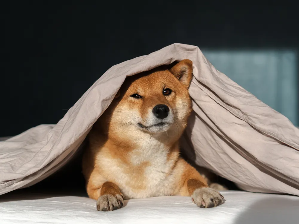 Burrowing Dog sleeping positions meaning