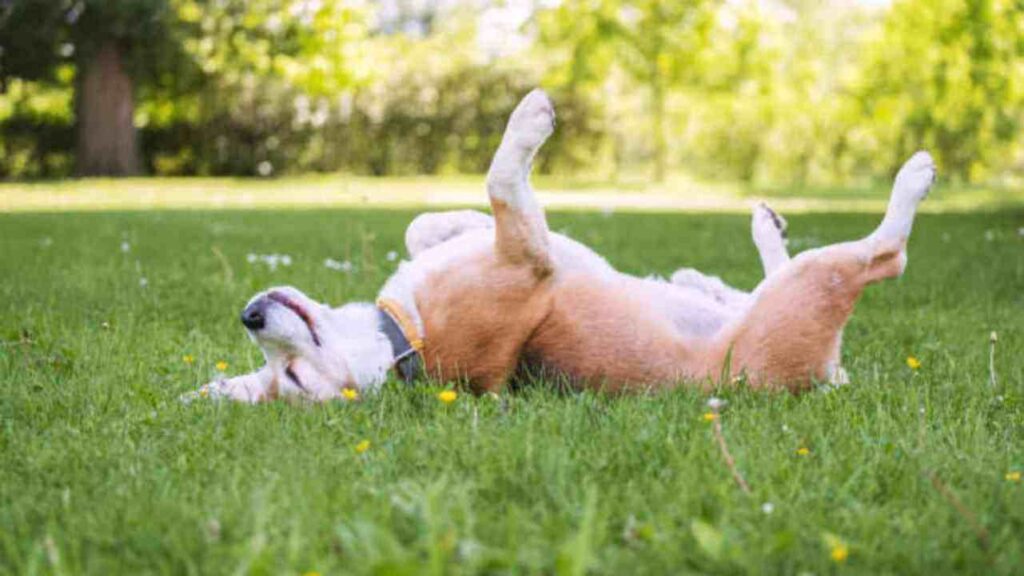 Dog On Back Dog sleeping positions meaning