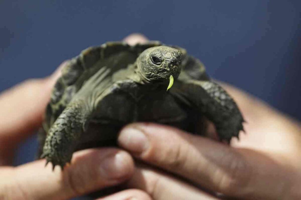 Four baby tortoises debut at Philadelphia Zoo1