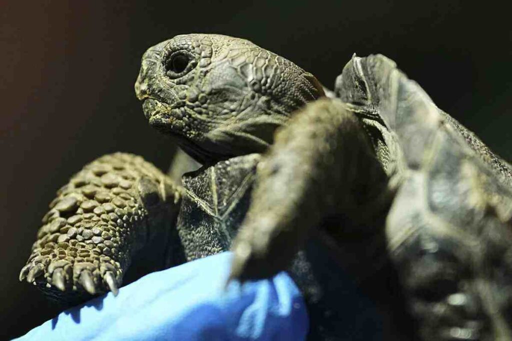 Four baby tortoises debut at Philadelphia Zoo2