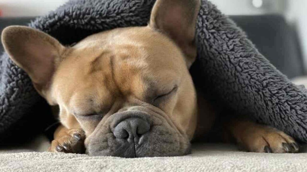 Lion Position Dog sleeping positions meaning