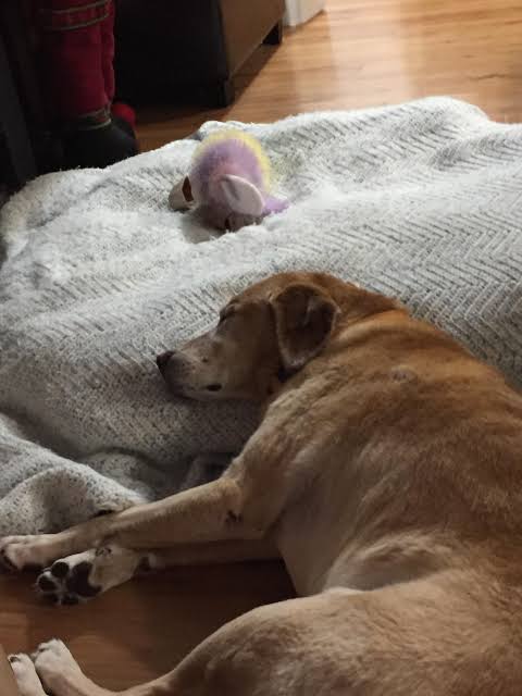 Raised Head Dog sleeping positions meaning