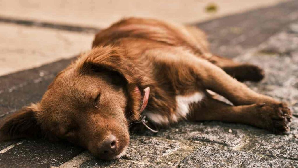 Side Sleeper Dog sleeping positions meaning