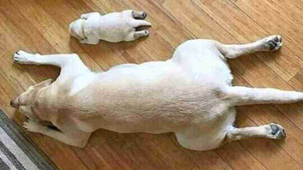 Superman Dog sleeping position meaning