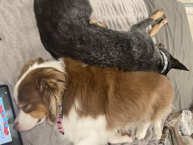 back to back Dog sleeping positions meaning rotated