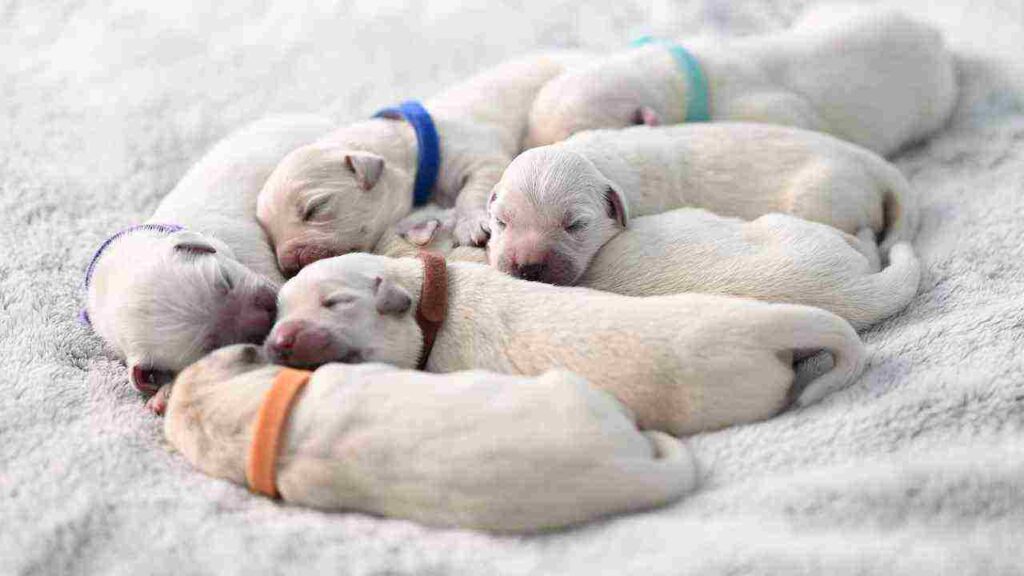 cuddling Dog sleeping positions meaning