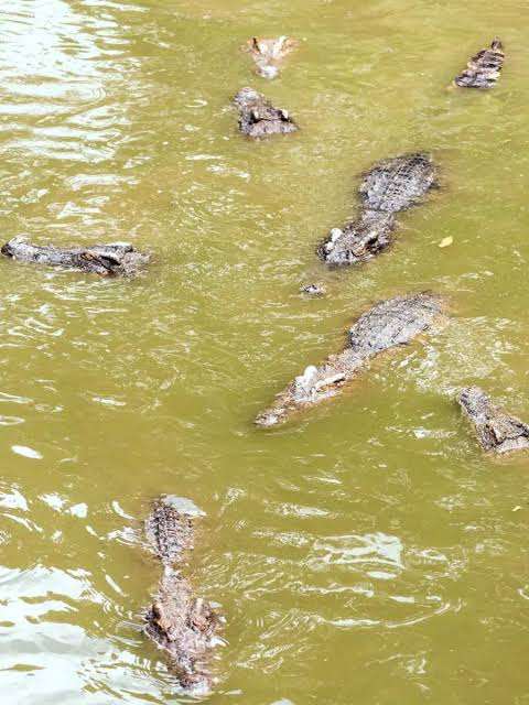 find exact number of crocodile in picture 1