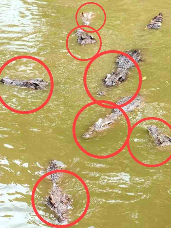 find exact number of crocodile in picture ans
