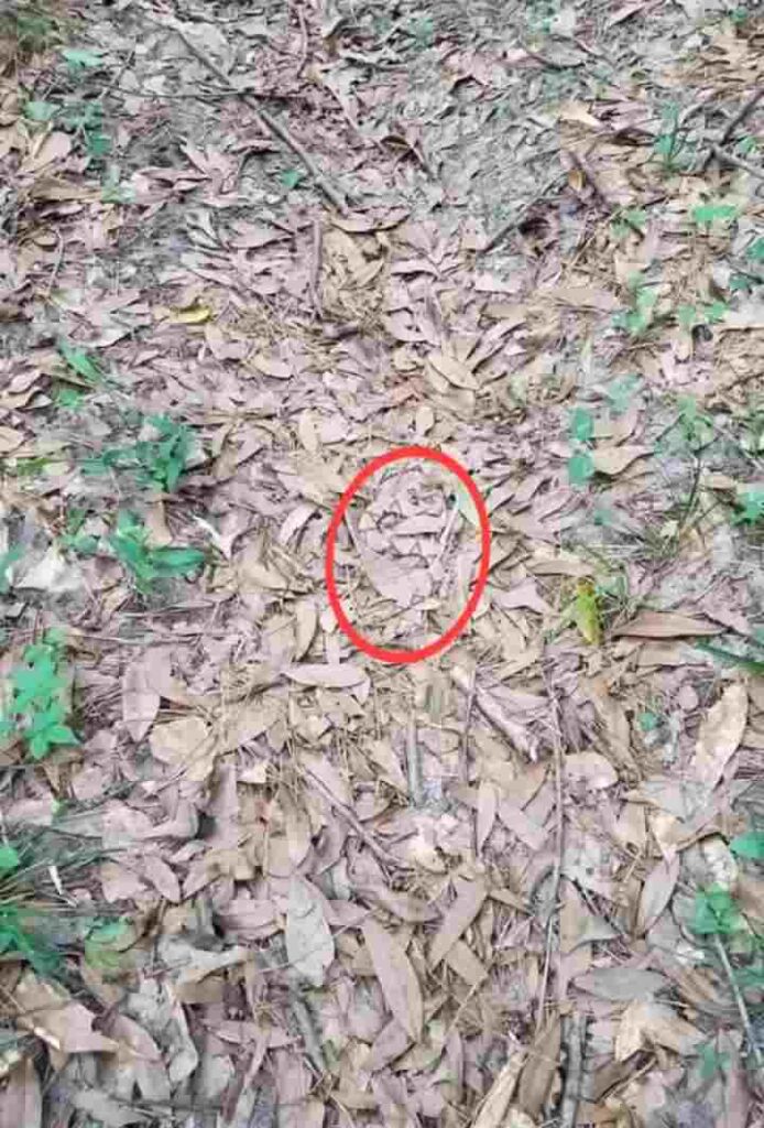 find snake answer