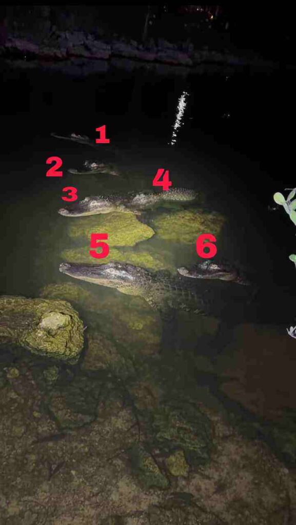 Answer of Count Exact Number Of Alligators In This Picture