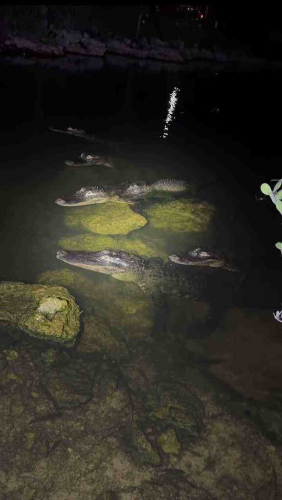 Count Exact Number Of Alligators In This Picture