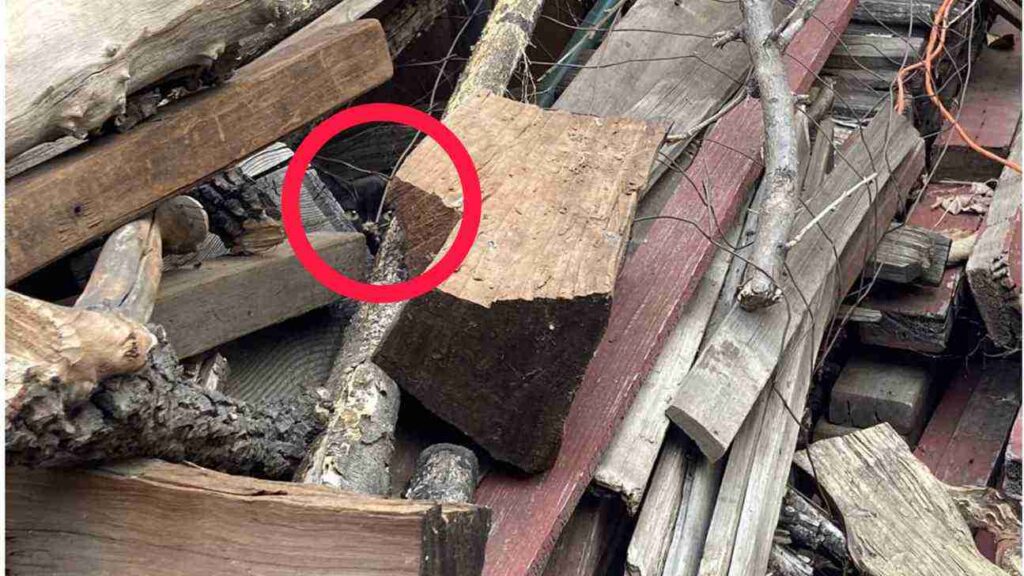 Spot Hidden cat in picture