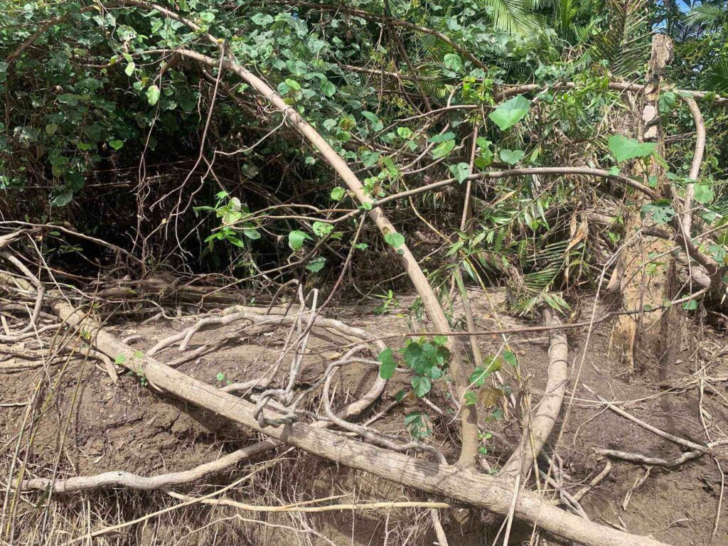 SpottheHiddenCrocodileinThisPicture1