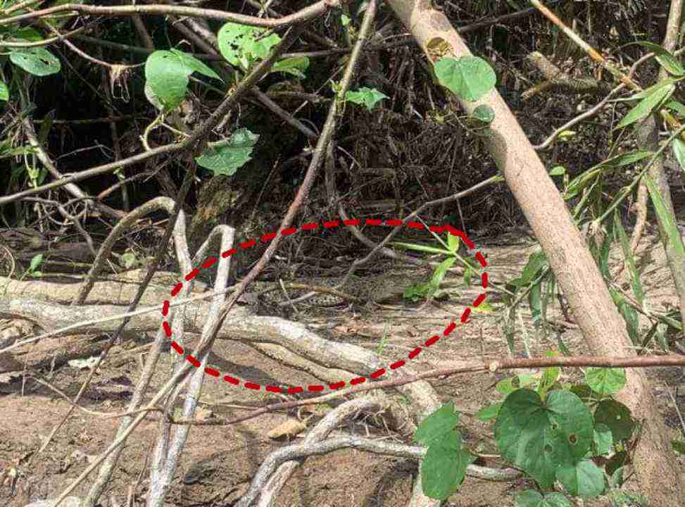 SpottheHiddenCrocodileinThisPictureans