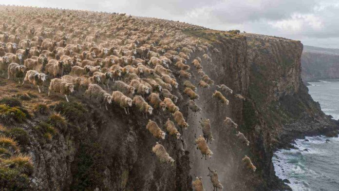 1500 sheep jump off cliff