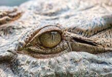 Top 10 Best Crocodile Movies of All Time – Scariest Killer Crocodile and Alligator Horror Films Based on True Stories