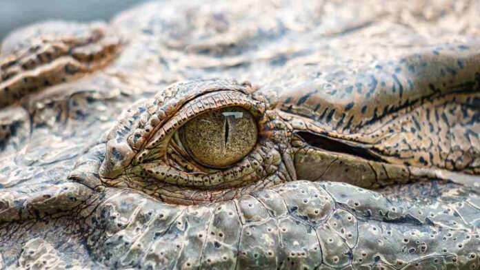 Best Crocodile movies to watch