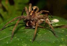 Brazilian Wandering Spider Venom For Erectile dysfunction