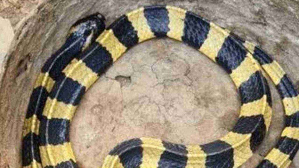 Krait - Yellow Snake with Black Stripes