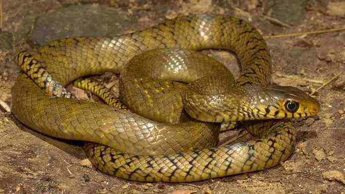 Indian Rat Snake - Yellow Snake with Black Stripes