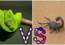 Difference Between Snake Venom And Scorpion Venom