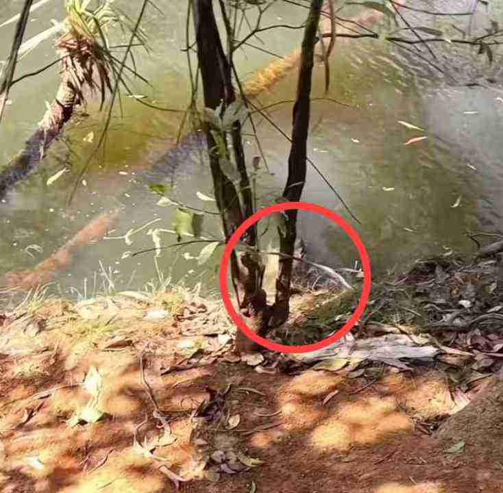 Answer of Spot hidden crocodile in the picture puzzle